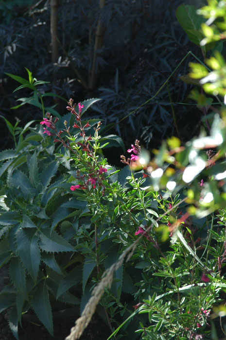 Planting